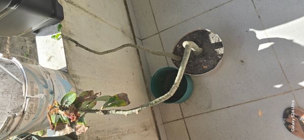 Identificação da planta Rosa do deserto por foto