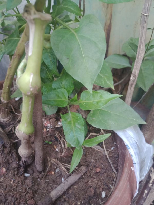 Identificação da planta Boa-noite por foto