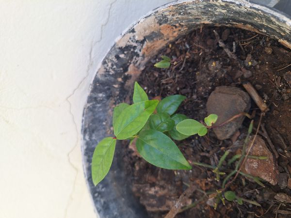 Identificação da planta Pitanga por foto