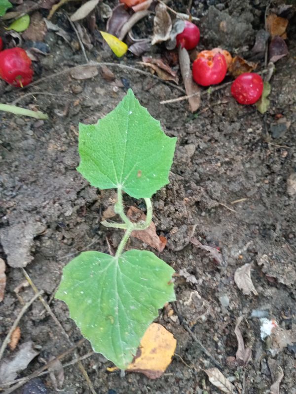 Identificação da planta Pepino por foto