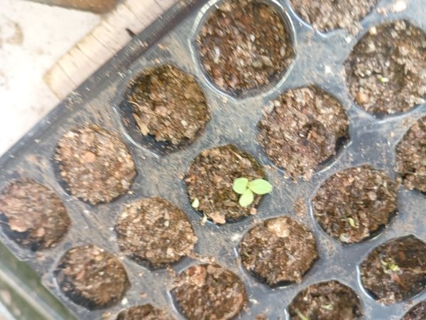 Identificação da planta Coentro por foto