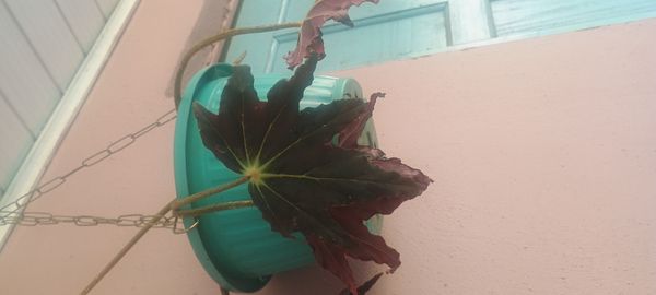 Identificação da planta Begônia rex por foto