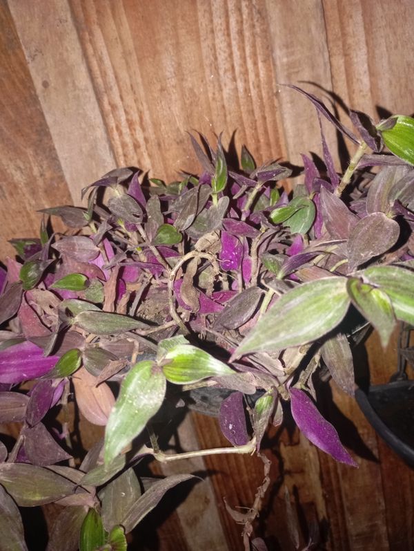 Identificação da planta Lambari por foto