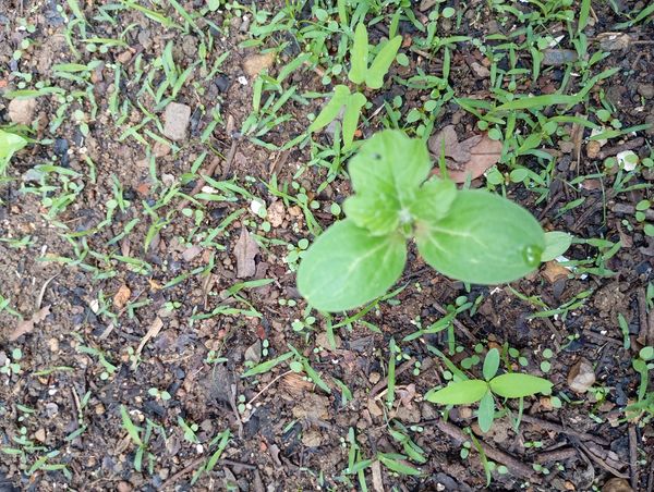 Identificação da planta Melancia por foto