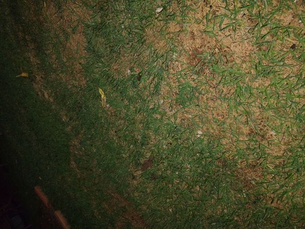 Identificação da planta Grama-batatais por foto