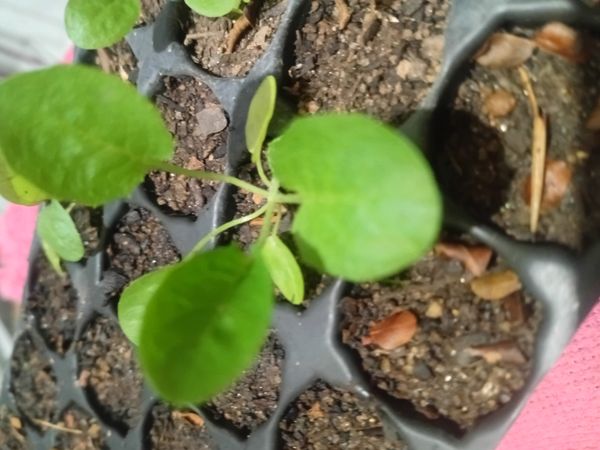 Identificação da planta Berinjela por foto