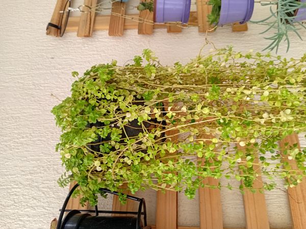 Identificação da planta Lágrima-de-bebê por foto