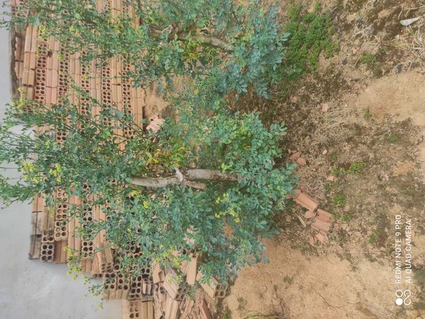 Identificação da planta coronilha por foto