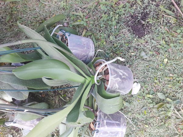Identificação da planta Orquídea-Phalaenopsis por foto