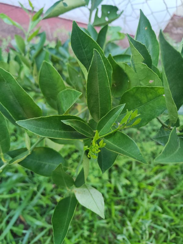 Identificação da planta Limão galego por foto