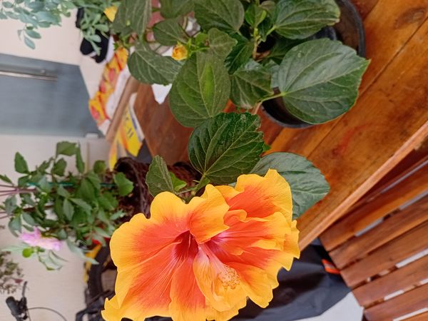 Identificação da planta Hibisco-frágil por foto