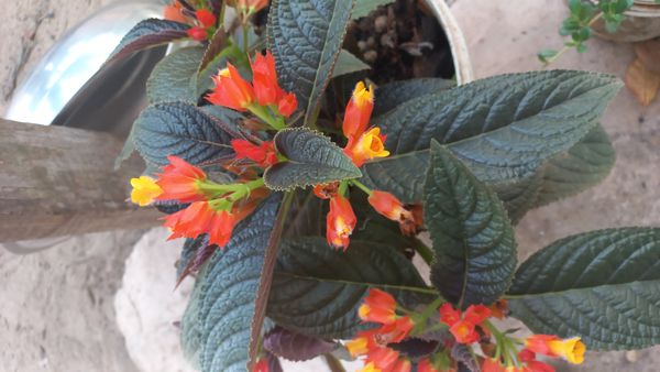Identificação da planta Canário-vegetal por foto