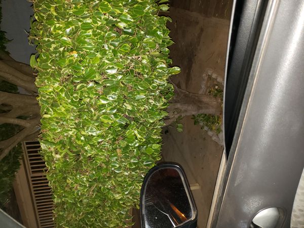 Identificação da planta Figueira-benjamim por foto