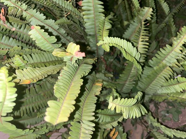 Identificação da planta Samambaia por foto