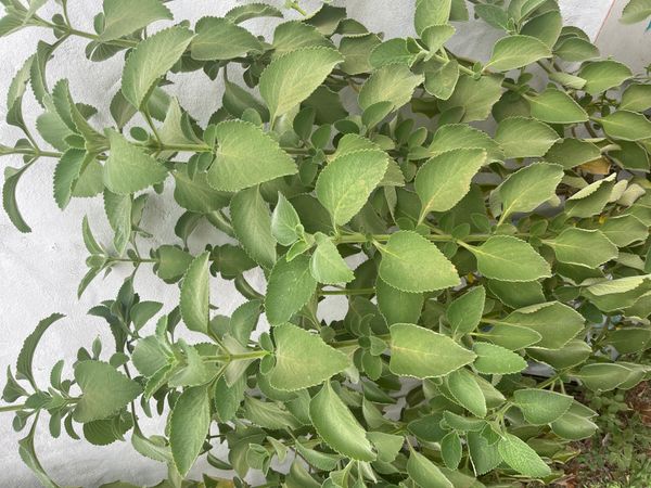 Identificação da planta Boldo-baiano por foto