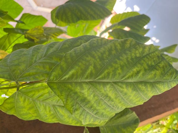Identificação da planta Pó-de-mico por foto