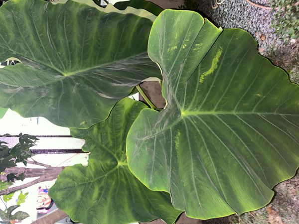 Identificação da planta Taioba por foto
