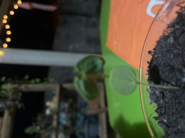 Identificação da planta Feijão-bravo por foto