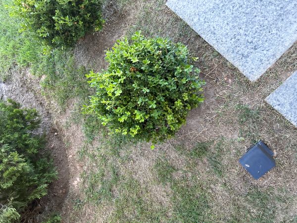 Identificação da planta Buxinho por foto