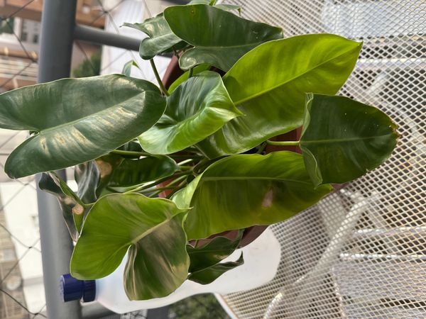 Identificação da planta Imbé por foto