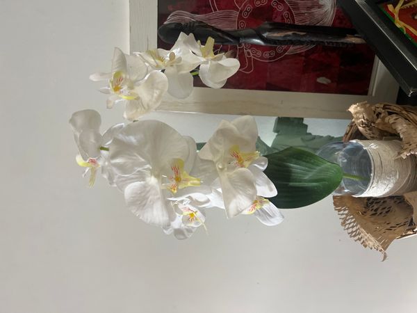 Identificação da planta Orquídea borboleta por foto