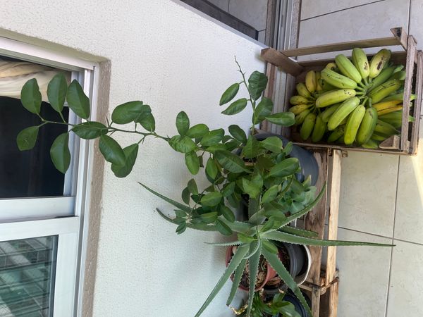 Identificação da planta Limão galego por foto