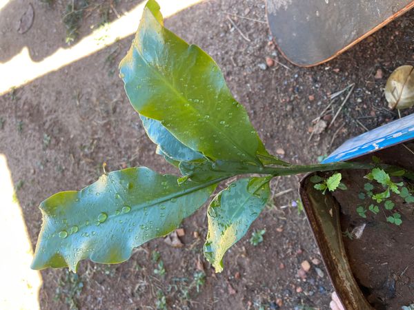 Identificação da planta Dama-da-Noite ou Cacto-Orquídea por foto