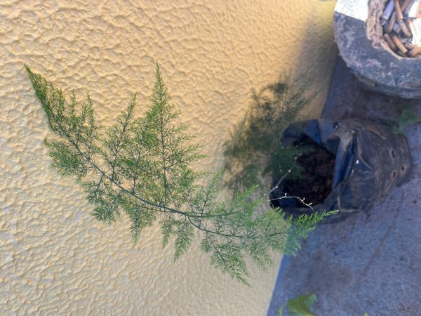 Identificação da planta Aspargo-samambaia por foto
