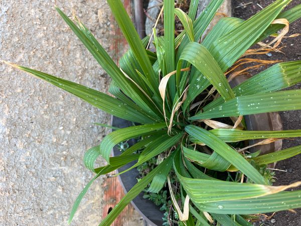 Identificação da planta Marupazinho por foto
