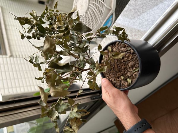 Identificação da planta Peumo por foto