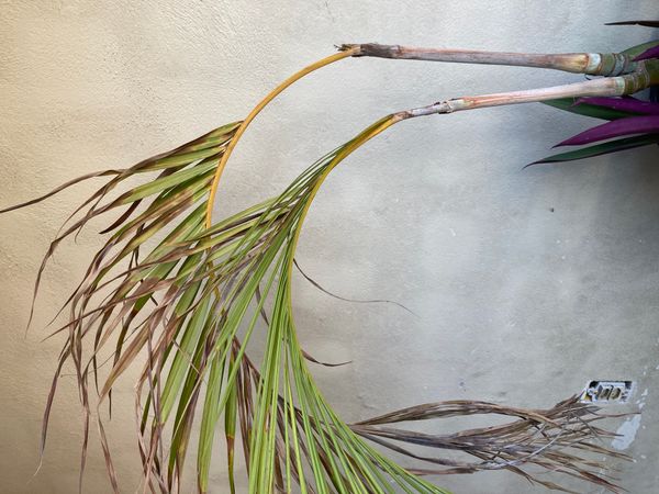 Identificação da planta Areca-bambu por foto