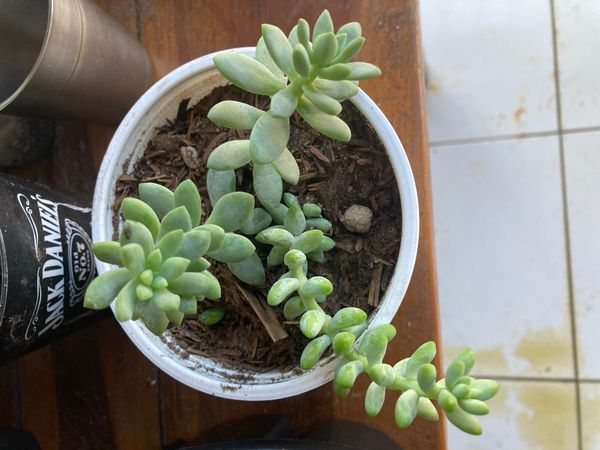 Identificação da planta Rabo-de-burro por foto