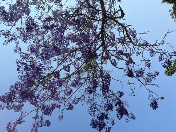 Identificação da planta Jacarandá por foto