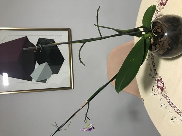 Identificação da planta Orquídea-Phalaenopsis por foto