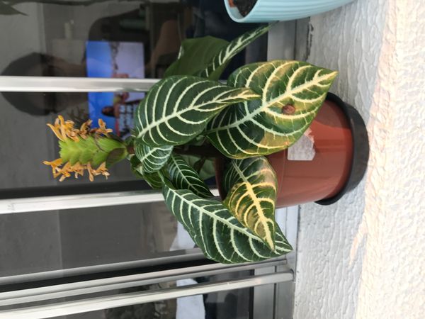 Identificação da planta Planta zebra por foto