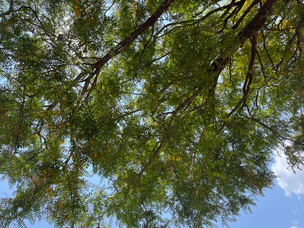 Identificação da planta Tipuana por foto