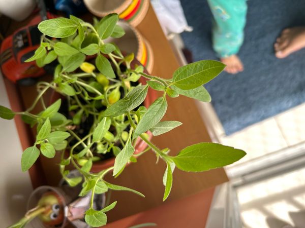 Identificação da planta Girassol-gigante por foto