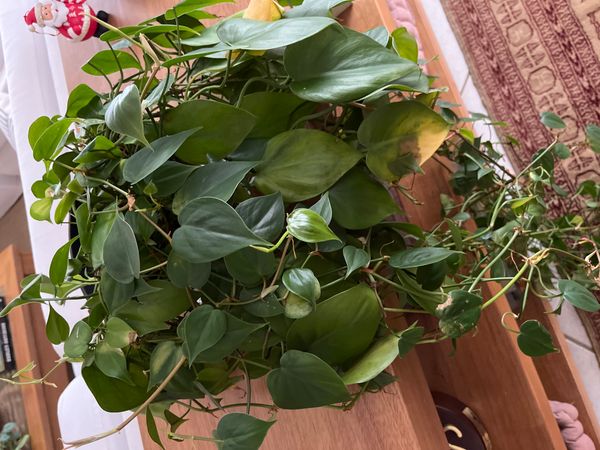 Identificação da planta Jiboia por foto