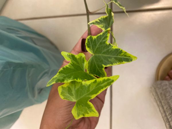 Identificação da planta Hera-argelina por foto