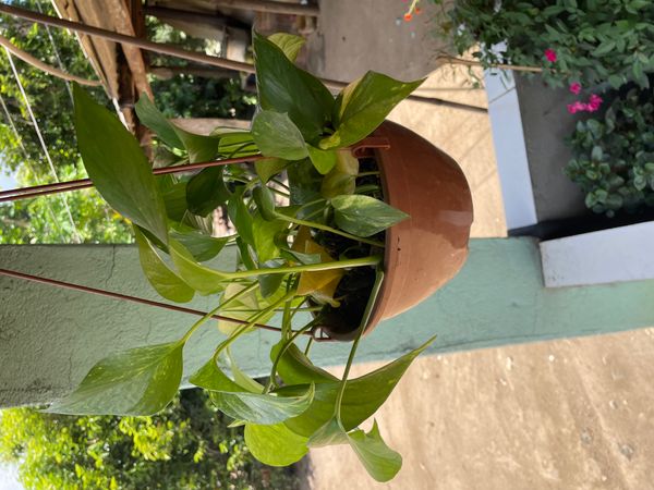Identificação da planta Jiboia por foto