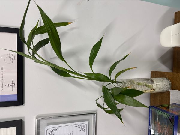 Identificação da planta Bambu da Sorte por foto
