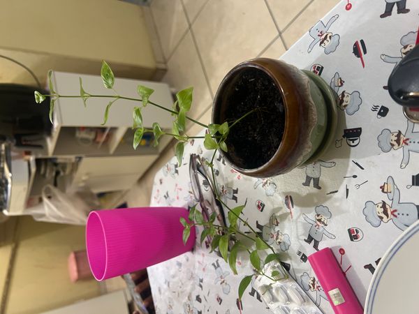 Identificação da planta Rabo-de-gato por foto