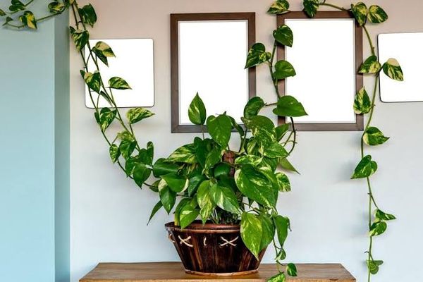 Identificação da planta Jiboia por foto