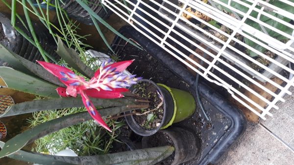 Identificação da planta Billbergia por foto