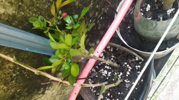 Identificação da planta Murta-de-cheiro por foto