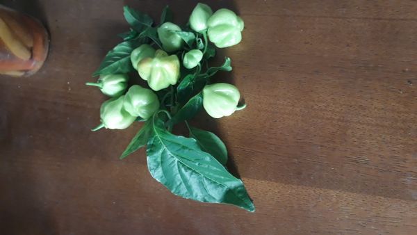 Identificação da planta Pimenta-de-cheiro por foto
