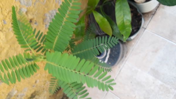 Identificação da planta Crotalária por foto