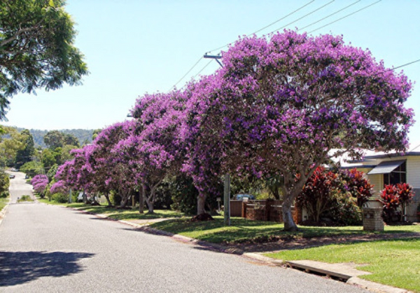 Identificação da planta Quaresmeira por foto