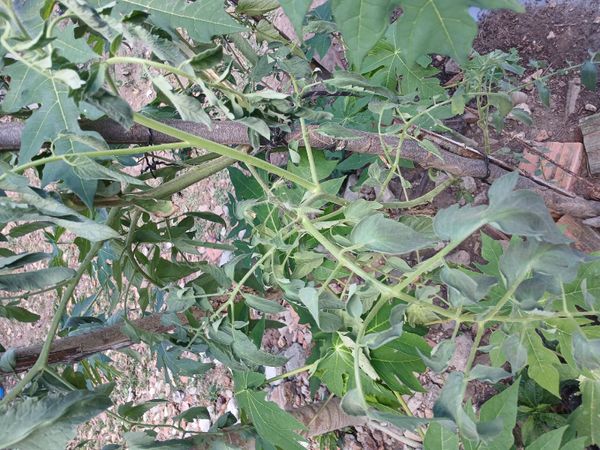 Identificação da planta Tomate por foto