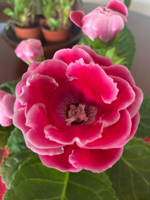 Identificação da planta Gloxínia por foto